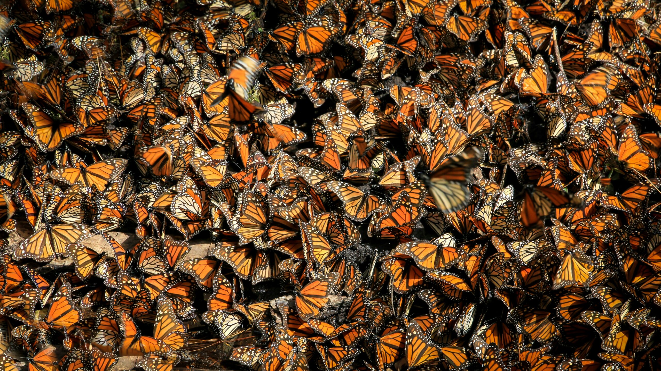 Monarch Butterflies